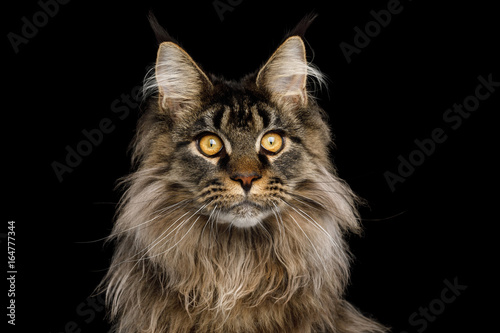 Fototapeta Naklejka Na Ścianę i Meble -  Close-up Portrait of Huge Maine Coon Cat Stare Isolated on Black Background, Front view