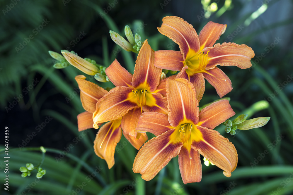 Obraz premium Daylily