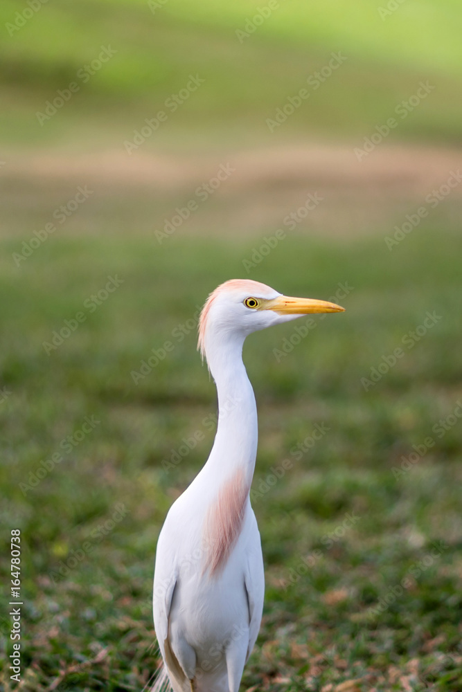 A white egret is enjoying a sunny weather A white egret is enjoying a sunny weather
