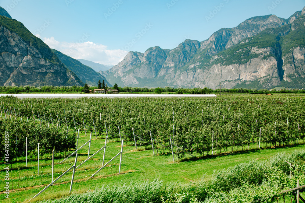 Vineyard field near mountains at daytime. Italy, Europe