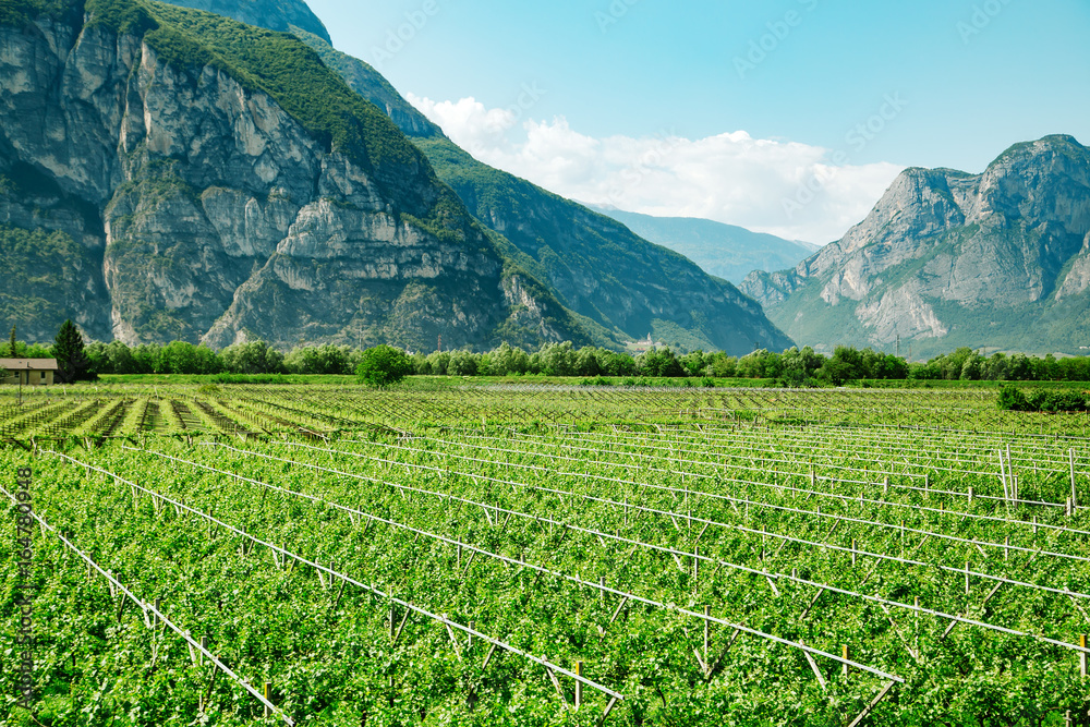Vineyard field near mountains at daytime. Italy, Europe