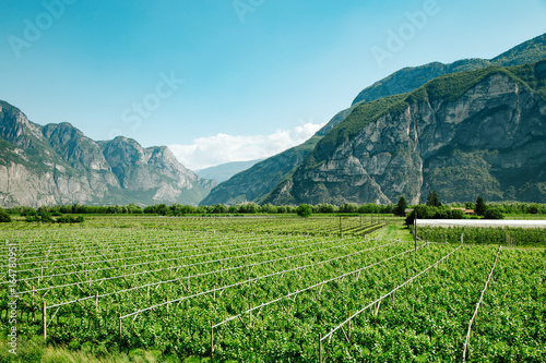Vineyard field near mountains at daytime. Italy  Europe