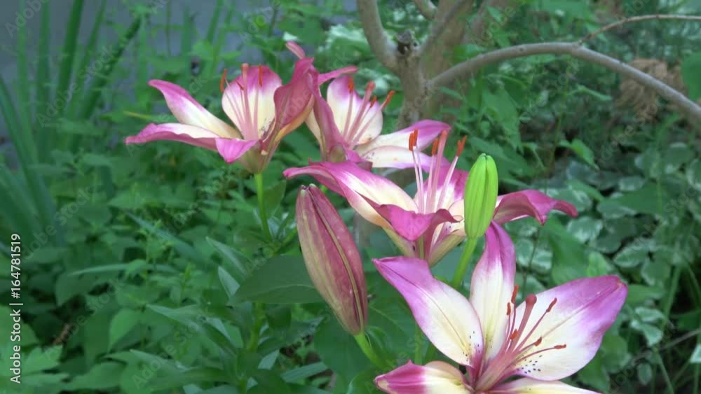 Lilies, Lilium flowers, camera pan down Lilies, Lilium flowers, camera pan down