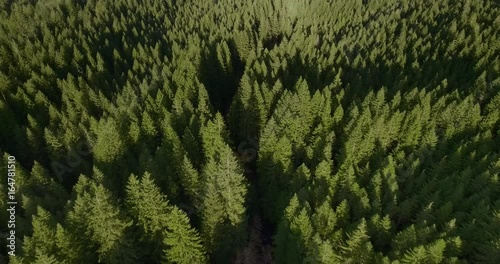 Forest of Green Pine Trees Aerial Birds Eye View in 4K