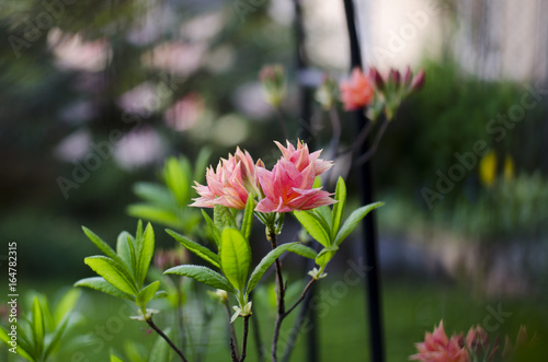 Pink flowers on a blurred background