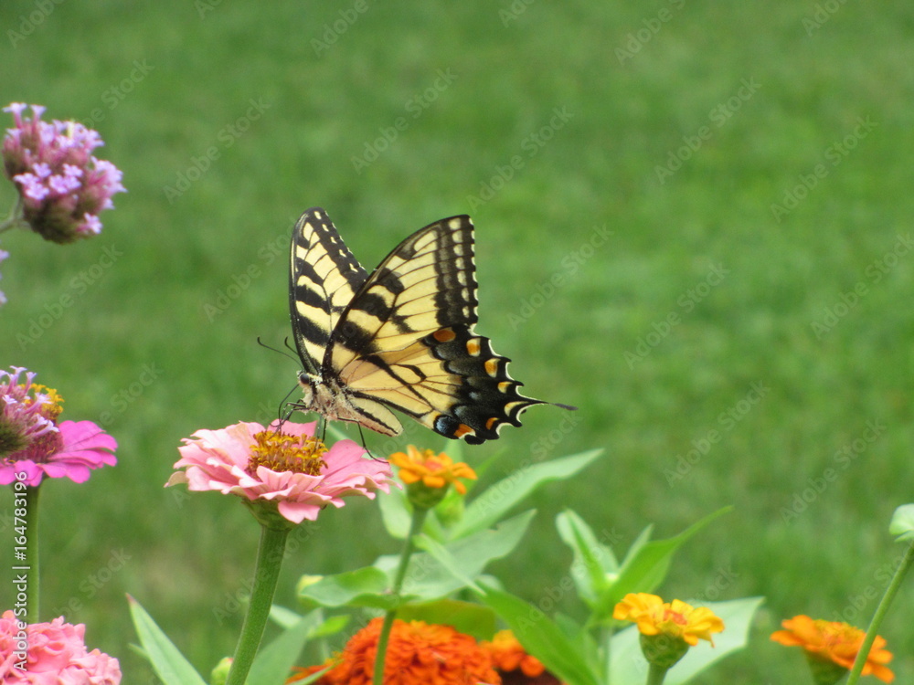 Butterfly on Zinnia Butterfly on Zinnia