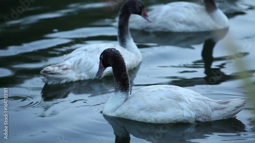 Swans swimming photo