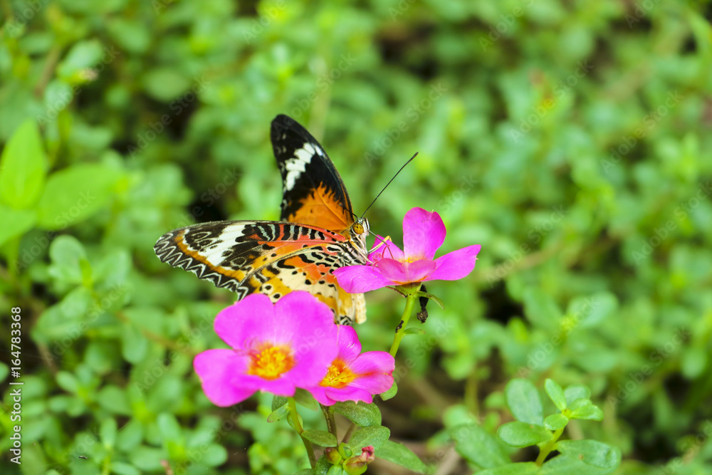 Fototapeta premium Beautiful butterfly on Flower in public park, Background,garden