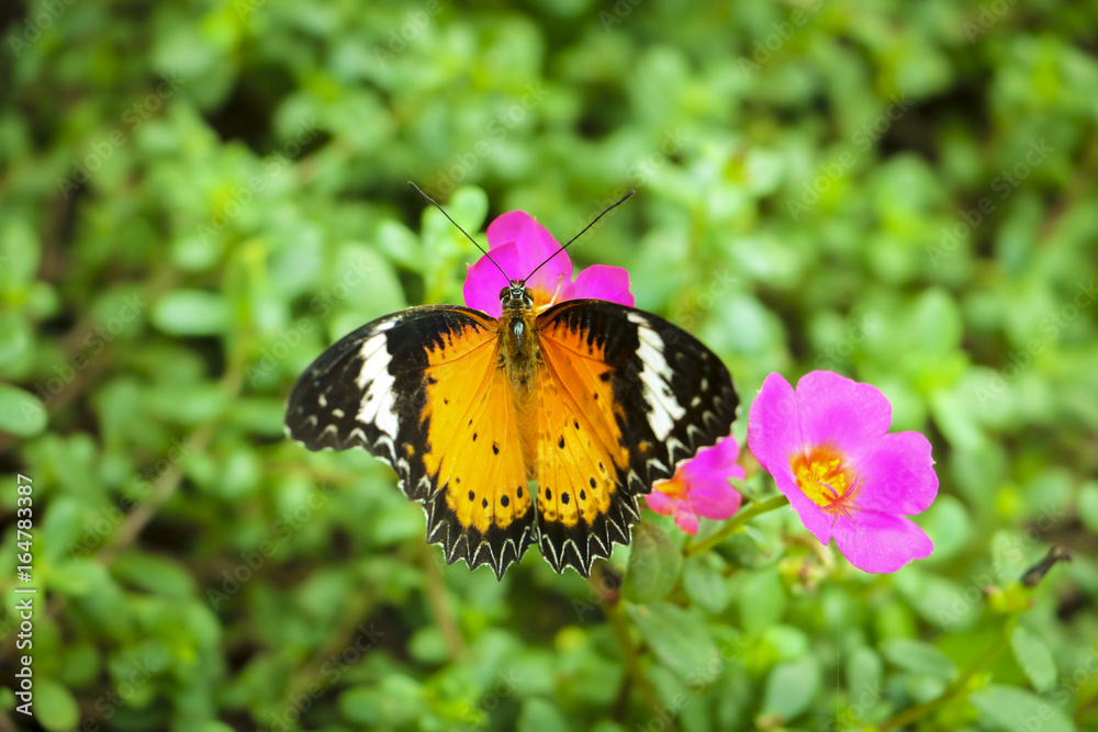 Obraz premium Beautiful butterfly on Flower in public park, Background,garden