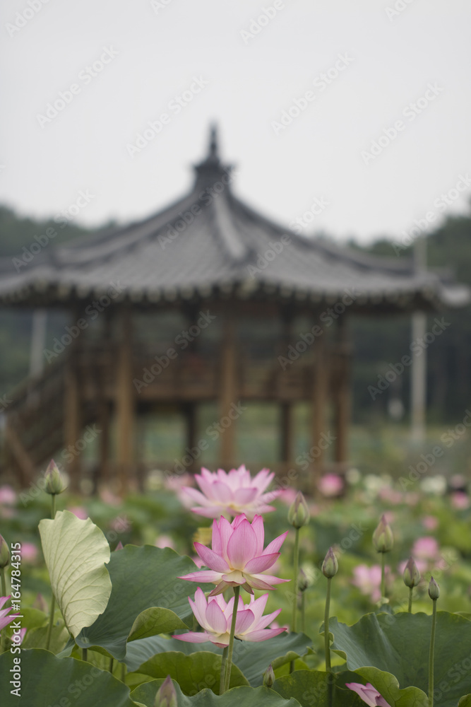 Beautiful lotus flower Beautiful lotus flower