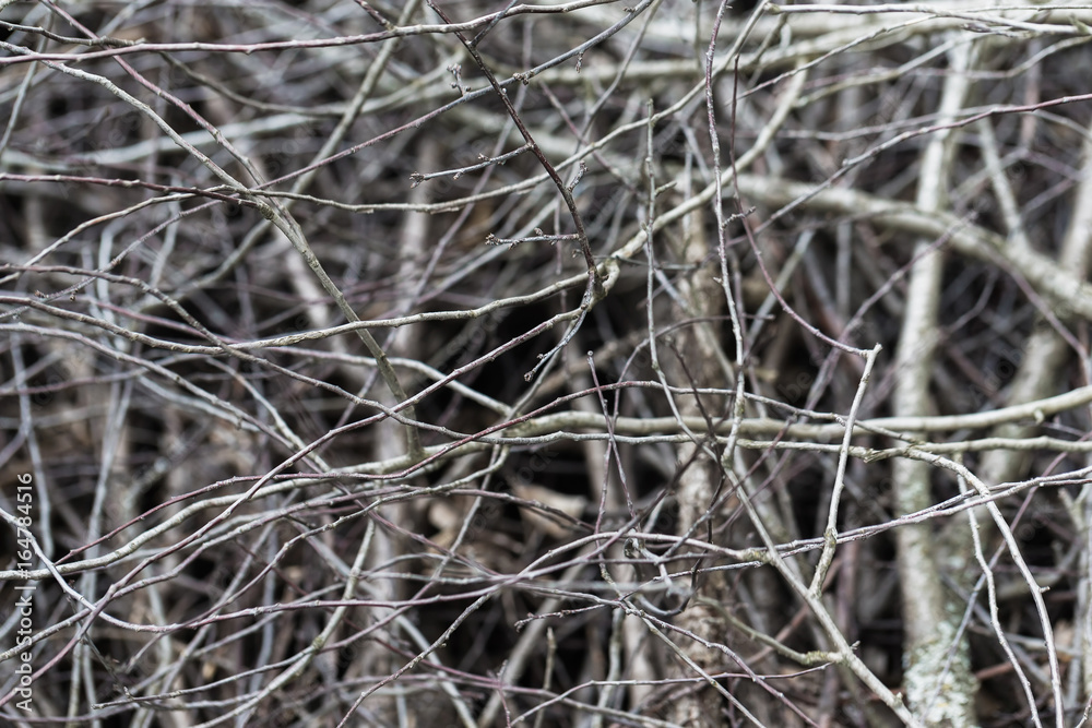 Closeup heap of dry wooden branches as natural background. Closeup heap of dry wooden branches as natural background.