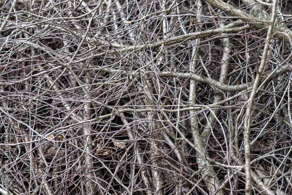 Closeup heap of dry wooden branches as natural background. Closeup heap of dry wooden branches as natural background.