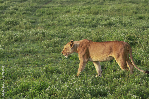 Lions of Serengeti