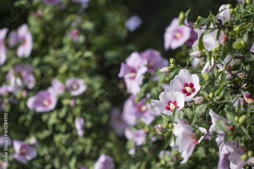 Beautiful rose of Sharon