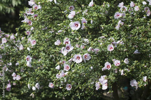 Fotografía Beautiful rose of Sharon