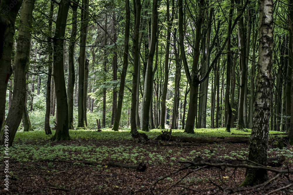 Green tree spooky mystical forest background, beautiful view fresh pines trees and floor in Germany Europe Green tree spooky mystical forest background, beautiful view fresh pines trees and floor in Germany Europe