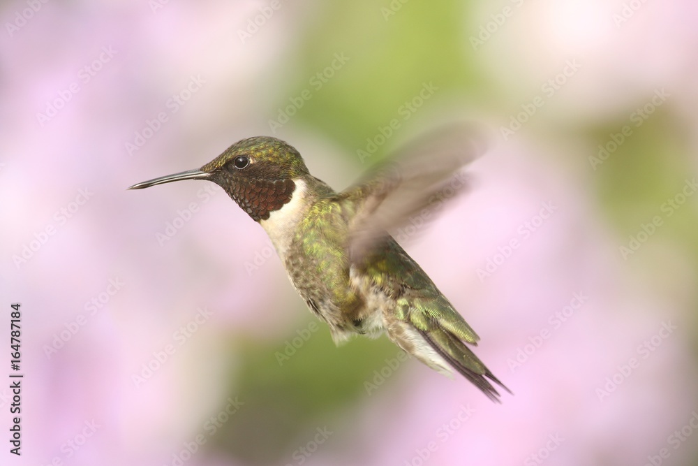 Fototapeta premium Samiec kolibra rubinowłosego (archilochus colubris)