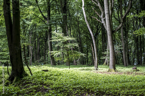 Green tree spooky mystical forest background, beautiful view fresh pines trees and floor in Germany Europe