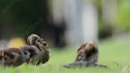 The sparrow are cleaning the feathers on the lawn in the garden. No Sound. photo