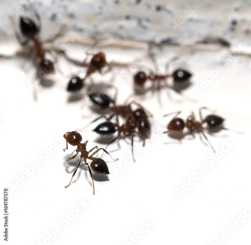 Ants on white background © studybos