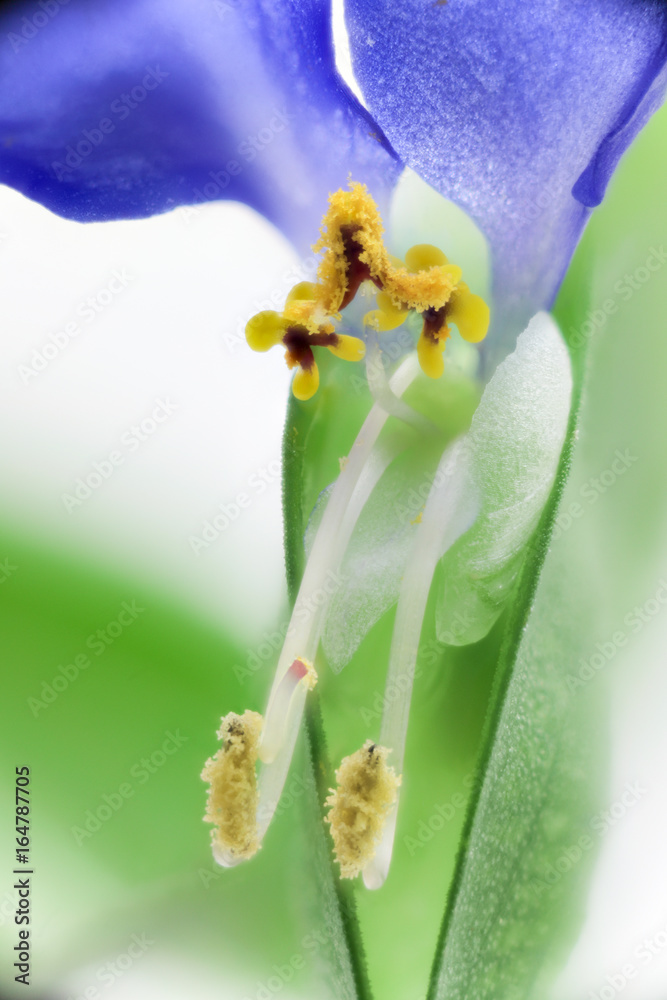 Obraz premium 花 高倍率マクロ撮影 ツユクサ