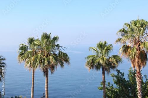 The tops of the palm trees against the blue sea with a mountain range on the horizon amid a deep Sunny sky. Morning. 