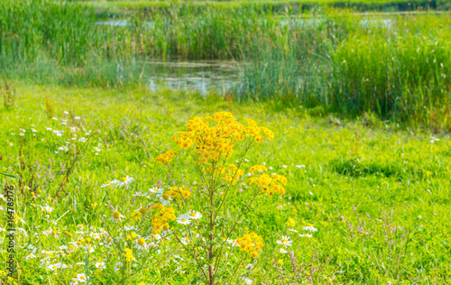 Wild flowers growing along a lake in summer