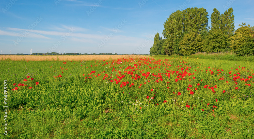 Poppies growing in a field in sunlight in summer