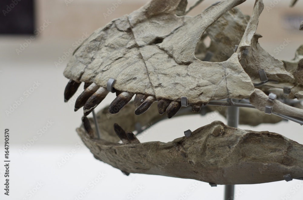 Fototapeta premium 恐竜骨格のパーツ