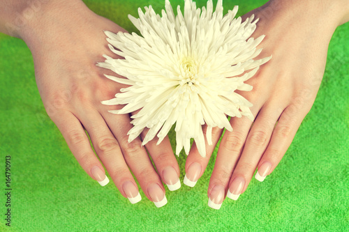 Beautiful female hands with perfect french manicure holding white chrysanthemum flower
