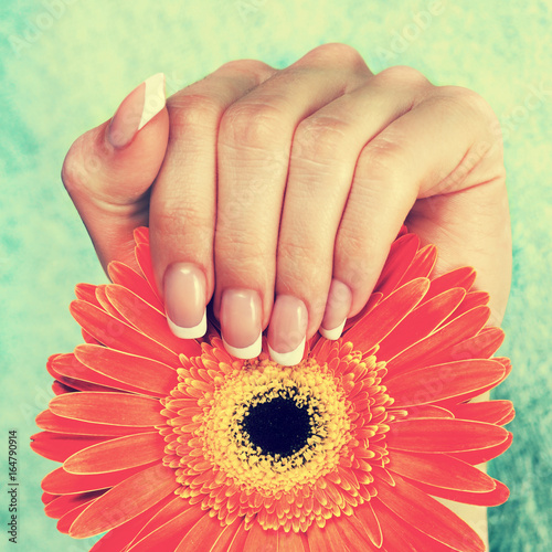 Beautiful female hand with perfect french manicure holding gerbera flower