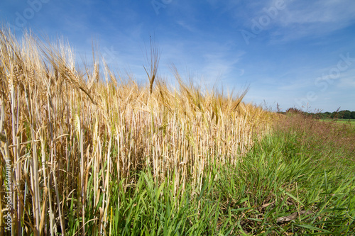 Field of Barley under a blue sky
