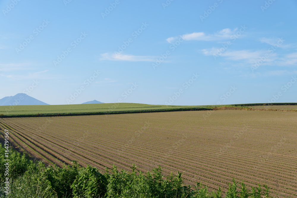 丘の畑
