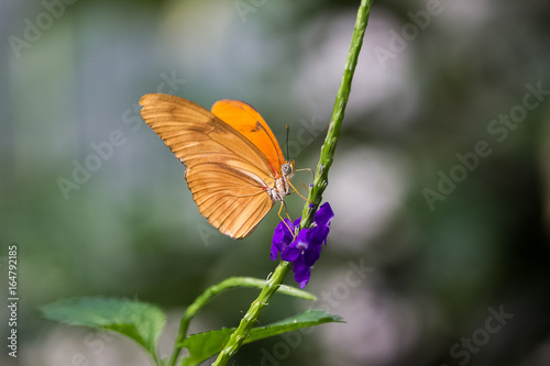 Schmetterling © Berthold Ewalds