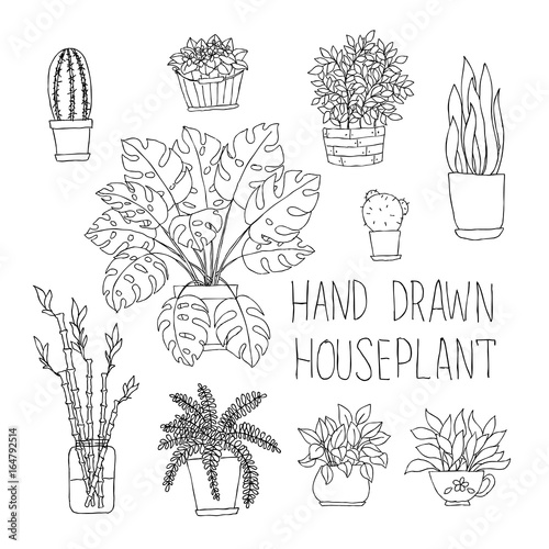 big set of hand drawn houseplants monstera, bamboo, cactus, fern and other doodle houseplants in flowerpots.