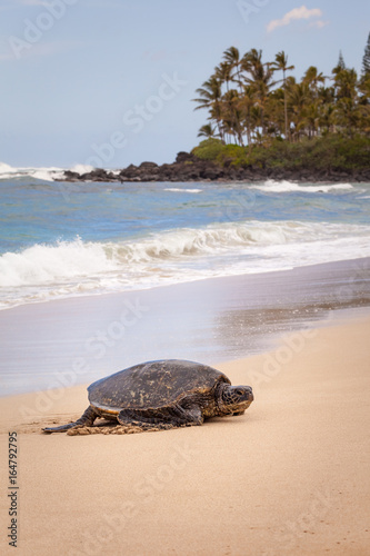 Green Sea Turtle Beach Seascape / Honu green sea turtle on a beach in Oahu, Hawaii.