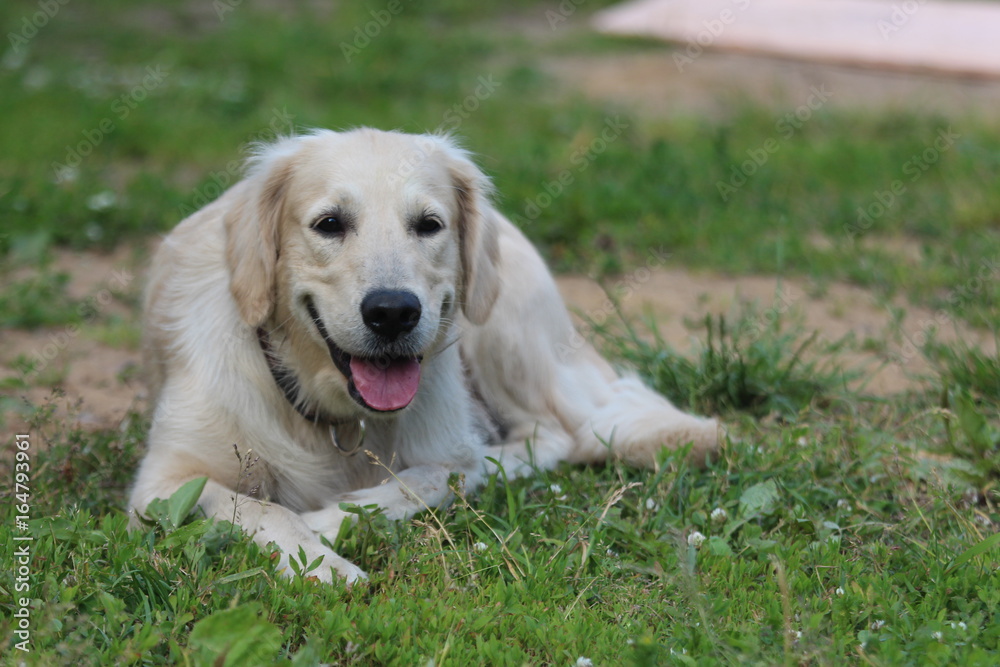 Golden retriever lie on the grass.
