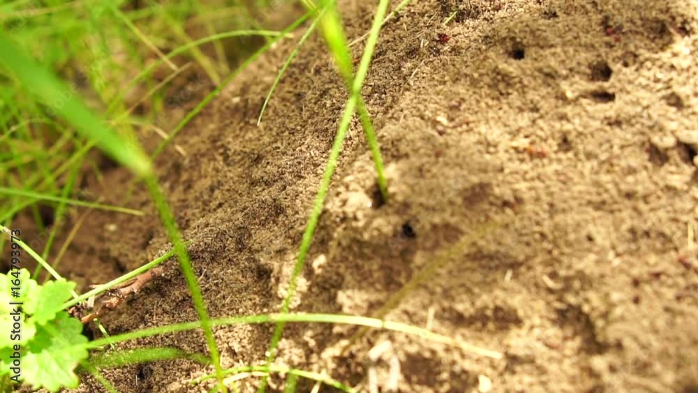 A small forest anthill. Slow motion A small forest anthill. Slow motion