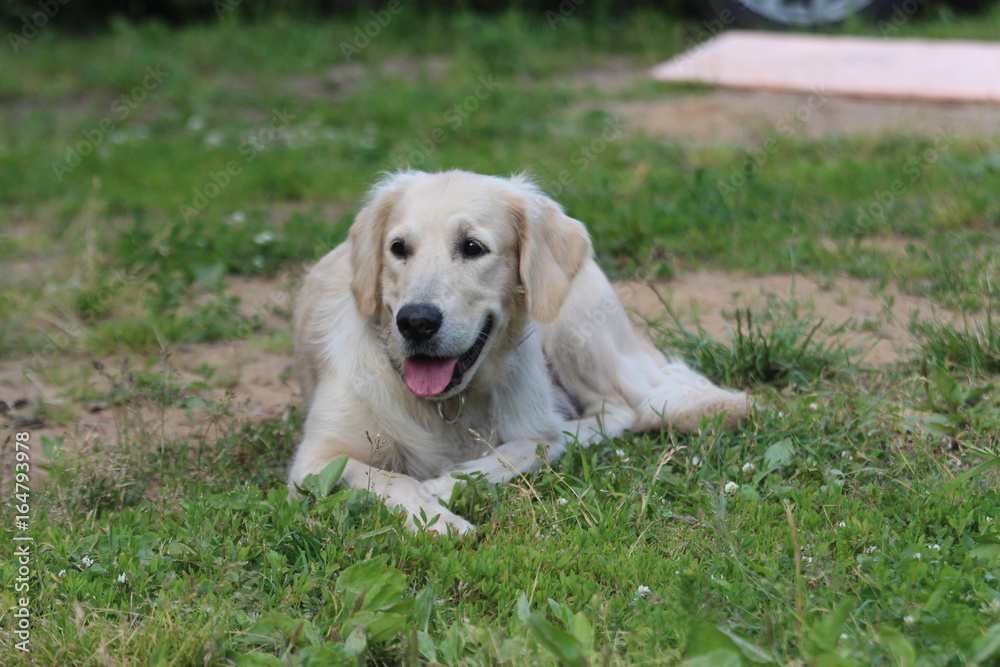 Golden retriever lie on the grass.
Golden retriever lie on the grass.