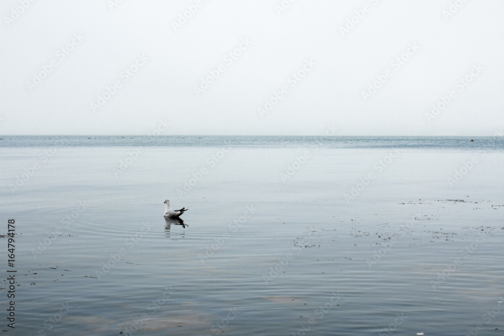 Fototapeta premium Seagull at sea