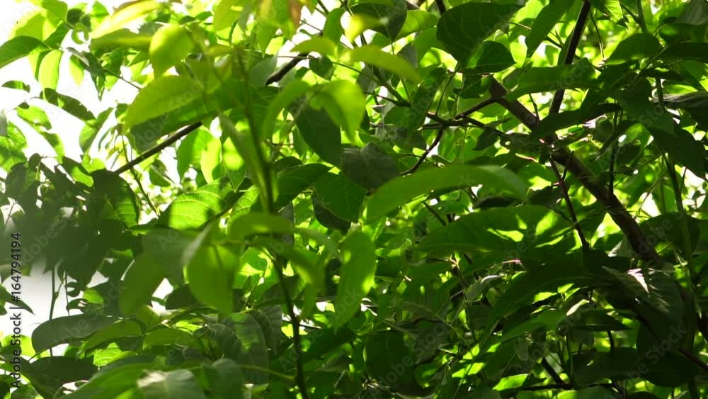 leaves of the walnut are swaying in the wind. Slow motion leaves of the walnut are swaying in the wind. Slow motion