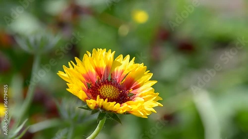 Red-yellow flowers grow in the garden in summer photo