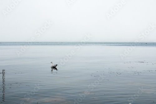 Seagull at sea