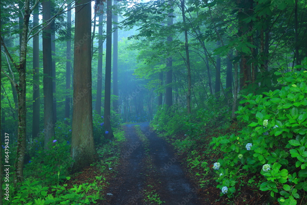 Obraz premium 森と紫陽花