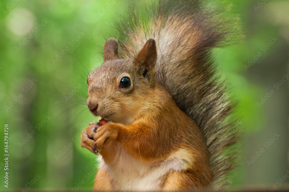 Squirrel Squirrel
