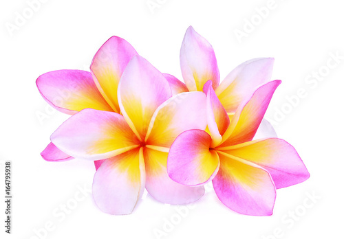 pink frangipani or plumeria  tropical flowers  isolated on white background