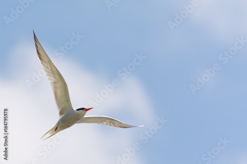 Common Tern in Flight against Blue Sky White Clouds