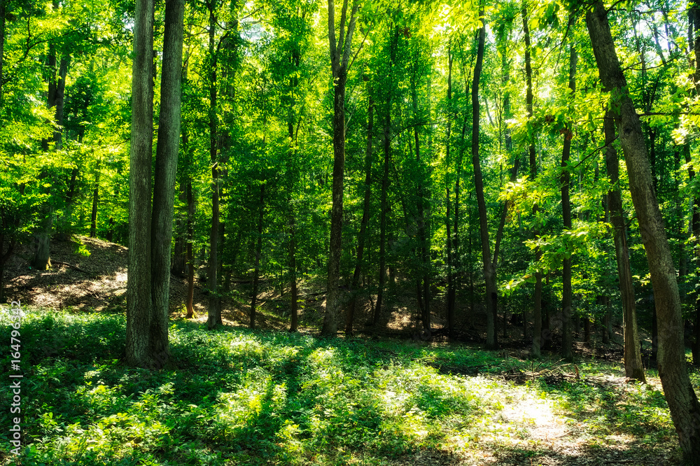 Fototapeta premium Summer forest 