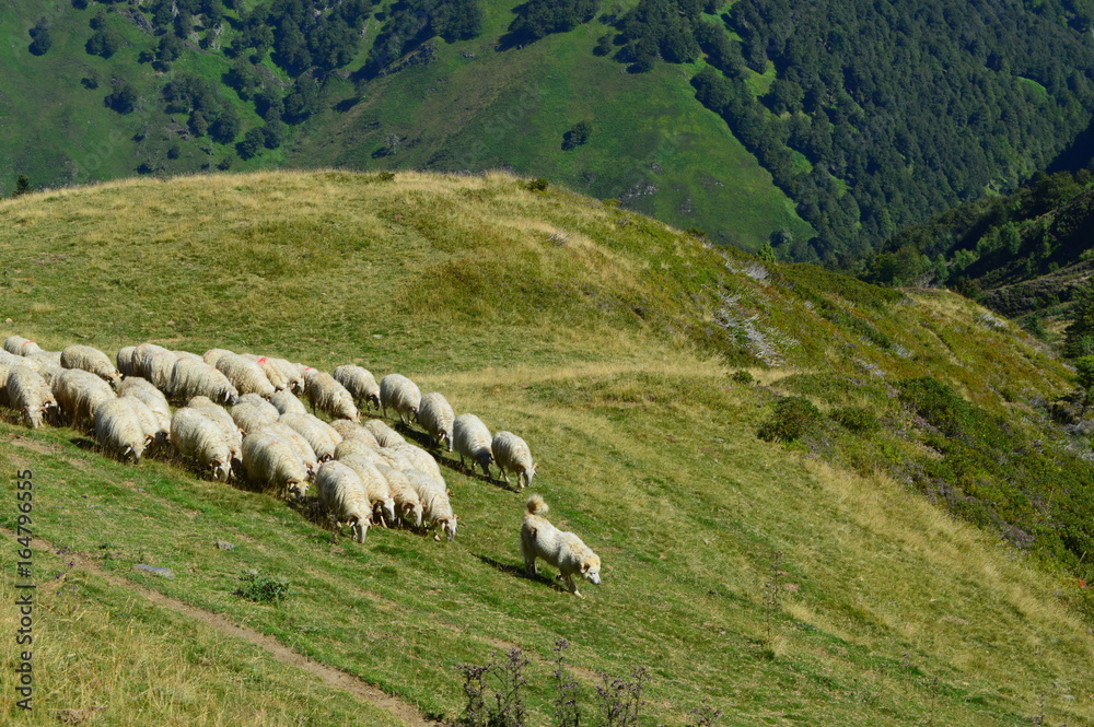 Fototapeta premium Troupeau, Pyrénées 64