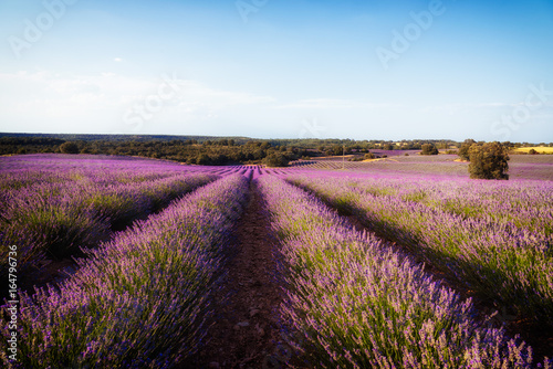 Beautiful image of lavender fields. Summer sunset landscape